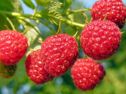 Raspberries